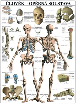Opěrná soustava - plakát