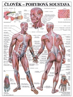 Pohybová soustava - plakát