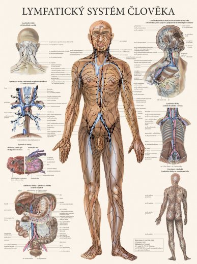 Lymfatický systém člověka - plakát