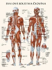 Svalová soustava člověka - plakát